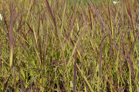 Panicum virg. 'Heiliger Hain'