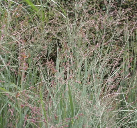 Panicum virg. 'Heavy Metal'