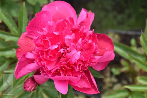 Paeonia (LD) 'Inspecteur Lavergne'
