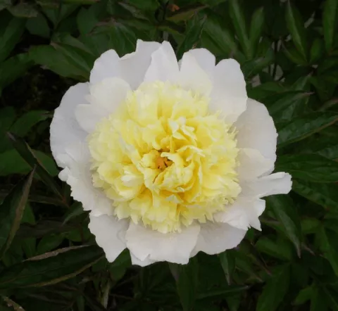 Paeonia (LD) 'Laura Dessert'