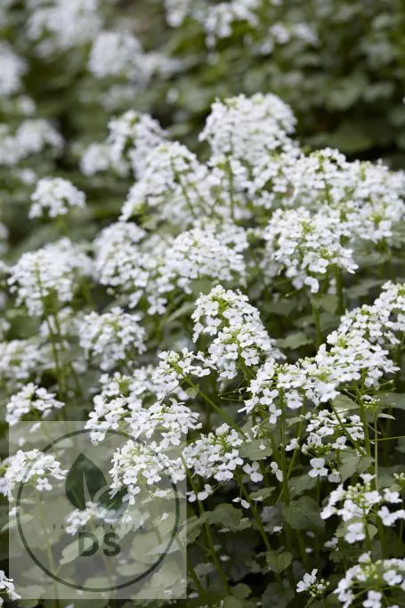 Pachyphragma macrophylla