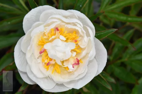 Paeonia (LD) 'Marie Lemoine'