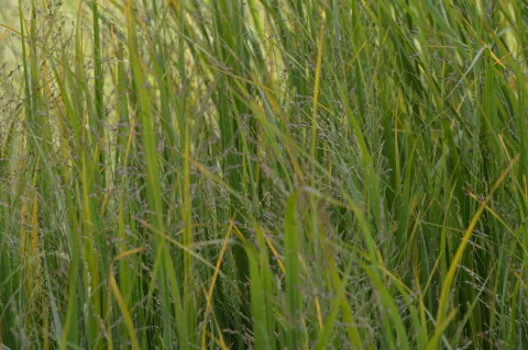 Panicum virg. 'Northwind'