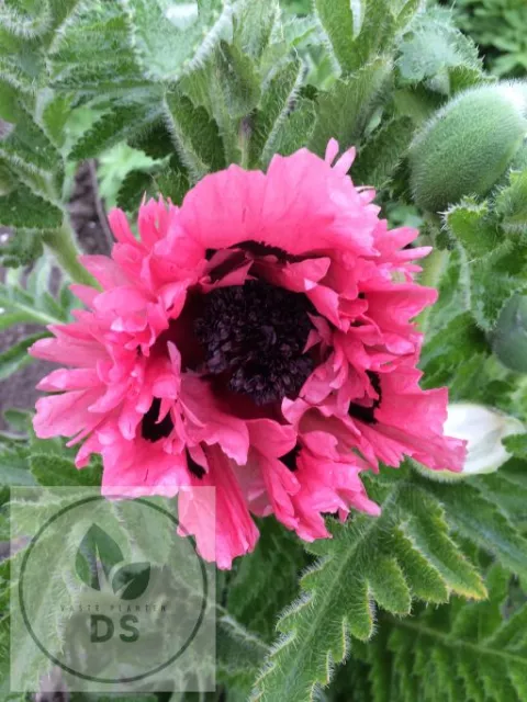 Papaver or. 'Pink Perfection'