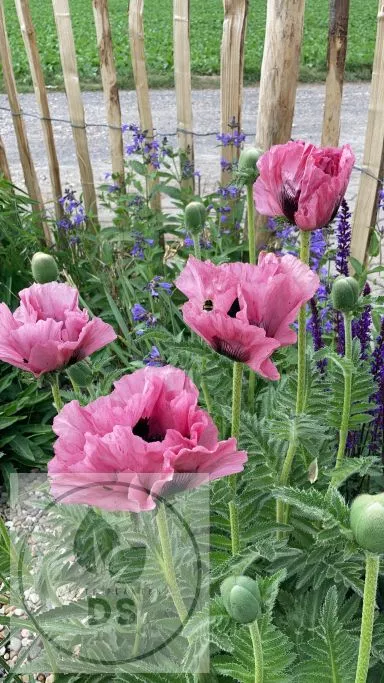 Papaver or. 'Pink Perfection'