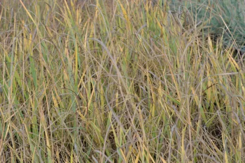 Panicum virg. 'Prairie Sky'