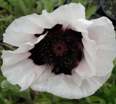 Papaver or. 'Perry's White'