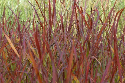 Panicum virg. 'Rotstrahlbusch'
