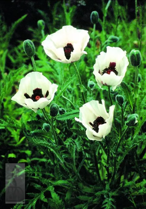 Papaver or. 'Royal Wedding'