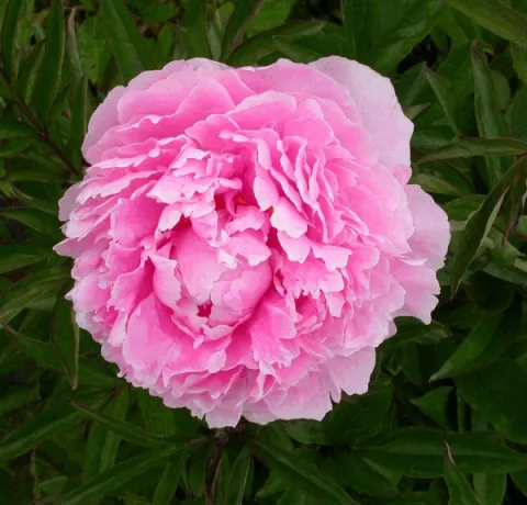 Paeonia (LD) 'Sarah Bernhardt'