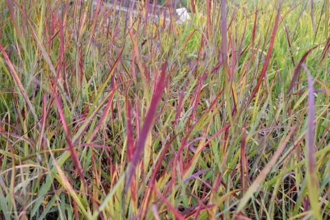 Panicum virg. 'Shenandoah'