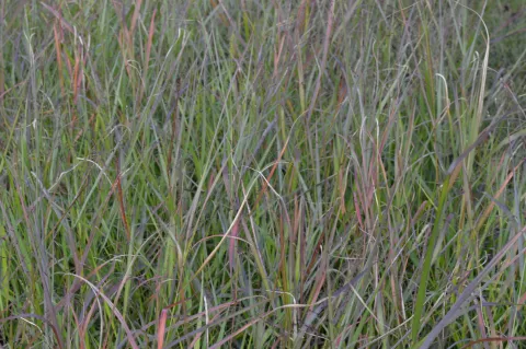 Panicum virg. 'Squaw'