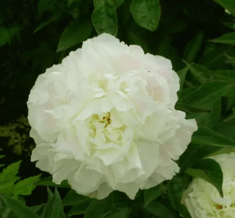 Paeonia (LD) 'Shirley Temple'