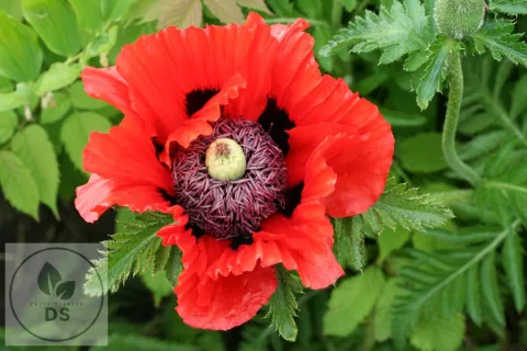 Papaver or. 'Turkenlouis'