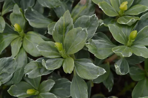 Pachysandra term. 'Variegata'