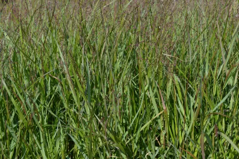 Panicum virg. 'Warrior'