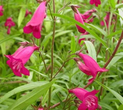 Penstemon 'And. an F. Hahn'(Garnet)