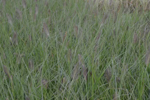 Pennisetum alopecuroides (stek)