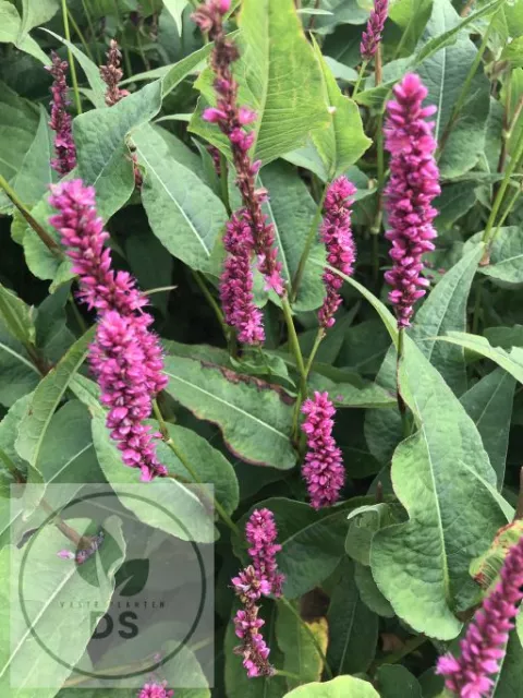 Persicaria amplex. 'Amethyst Summer'