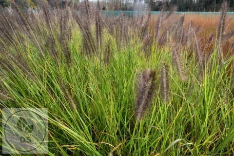 Pennisetum alopec. 'Black Beauty'