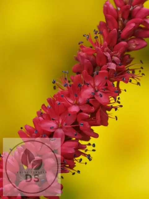 Persicaria amplex. 'Bloody Mary'