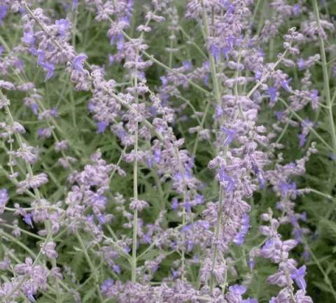 Perovskia atripl. 'Blue Spire'