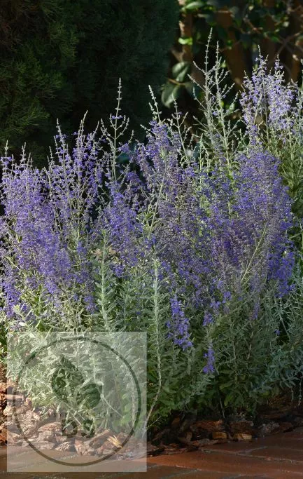 Perovskia atripl. 'Blue Steel'