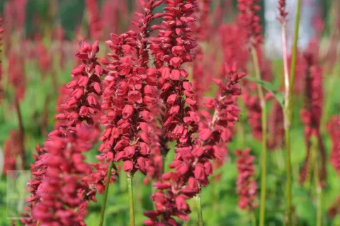 Persicaria amplex. JS 'Caliente'