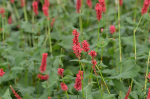 Persicaria amplex. JS 'Calor'
