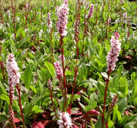 Persicaria affinis 'Darjeeling Red'