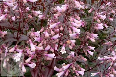 Penstemon 'Dark Towers'