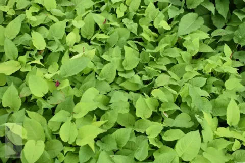Persicaria amplex. 'Golden Arrow'