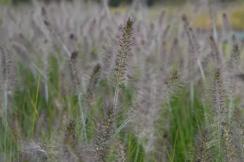 Pennisetum alopec. 'Hameln'