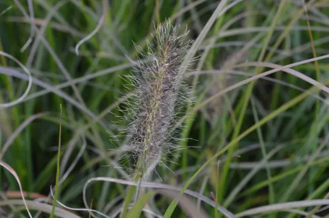 Pennisetum alopec. 'Herbstzauber'