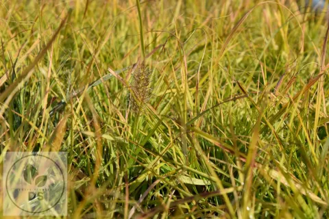 Pennisetum alopec. 'Hameln Gold'