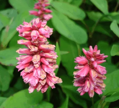 Persicaria amplex. 'Inverleith'