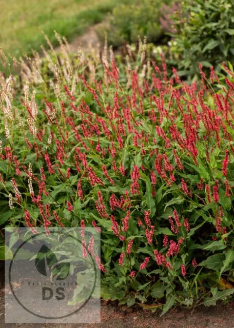 Persicaria amplex. JS 'Keep Smiling'