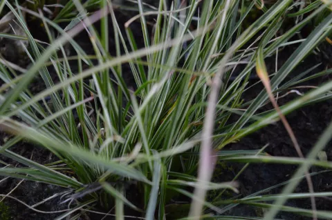 Pennisetum alopec. 'Little Honey'