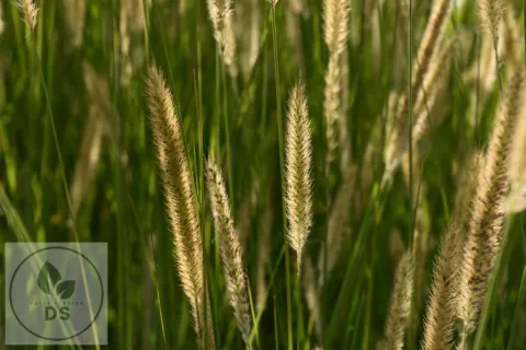 Pennisetum macrourum