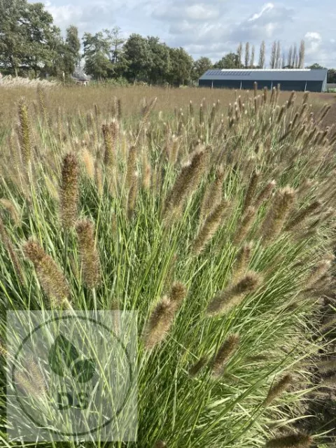 Pennisetum alopec. 'Magic'