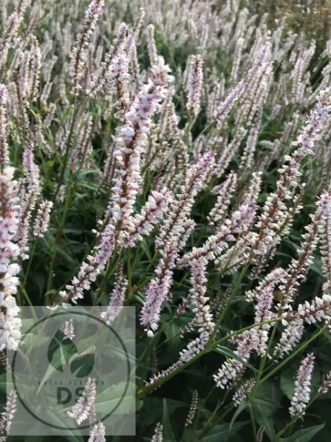 Persicaria amplex. JS 'Misty Morning'
