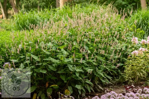 Persicaria amplex. JS 'Misty Morning'