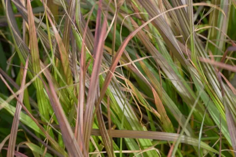 Pennisetum alopec. 'Moudry'