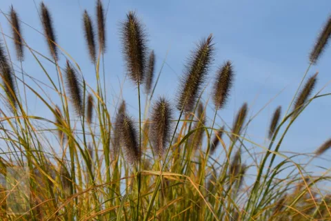 Pennisetum alopec. 'National Arboretum'