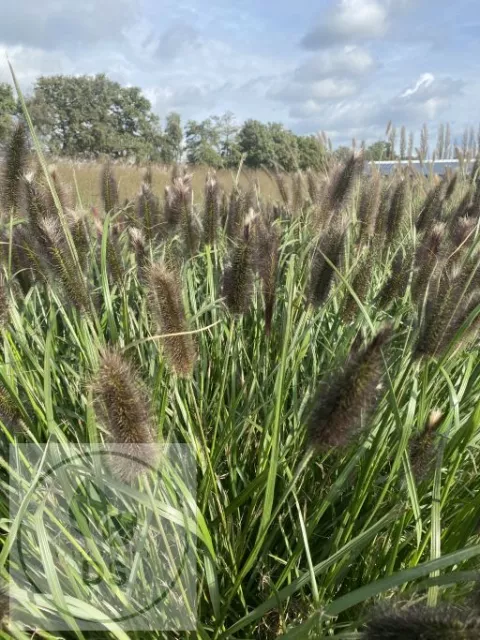 Pennisetum alopec. 'National Arboretum'
