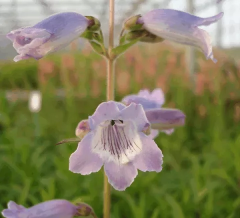 Penstemon 'Sour Grapes'
