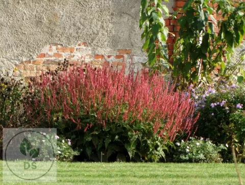 Persicaria amplex. JS 'Seven Oaks Village'