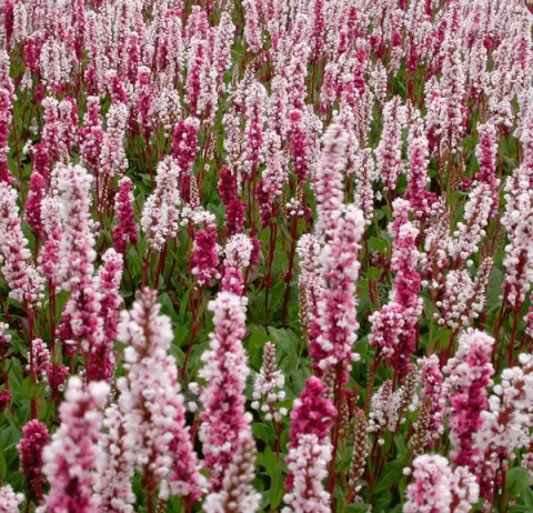 Persicaria affinis 'Superba' ('Dimitry')