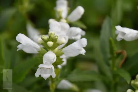 Physostegia virg. 'Alba'
