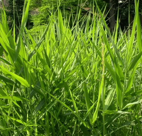 Phalaris arundinacaea